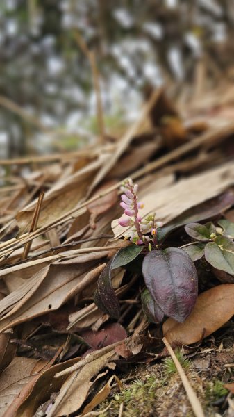 【美美兔走山趣】谷關抓雄-老六白毛2749978