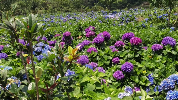 溫暖的繡球花51755