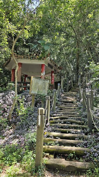 240915-小百岳#041頭嵙山。美美兔挑戰台中後花園-大坑153步道O繞。2627038