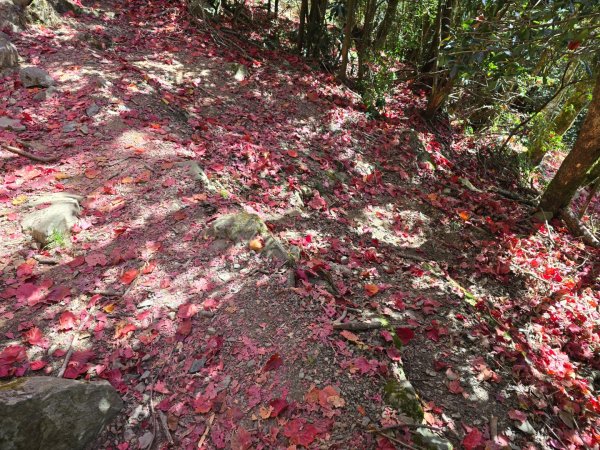 鳶嘴稍來山之楓紅／雲海2974026