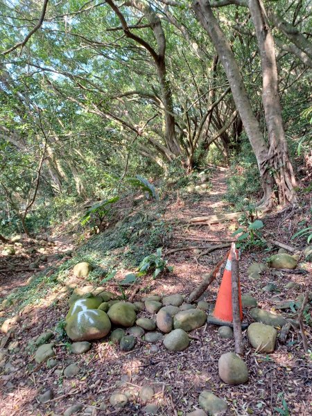 【台中大肚】綠蔭成徑。 大肚萬里長城步道O繞2790786