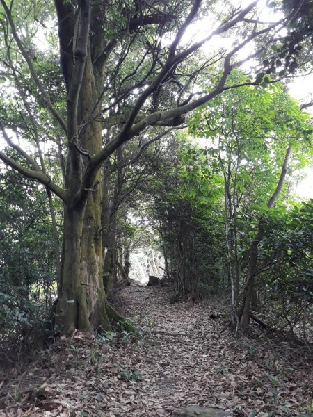 苗栗雙峰山主西北峰小O型20190526592225