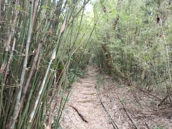 北投區大屯山西南南峰+西南峰+大屯山西峰+太子碑+清天宮步道O型2957139