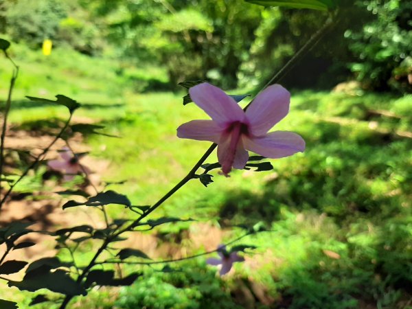 臺北大縱走3：擎天崗、頂山石梯嶺步道669932