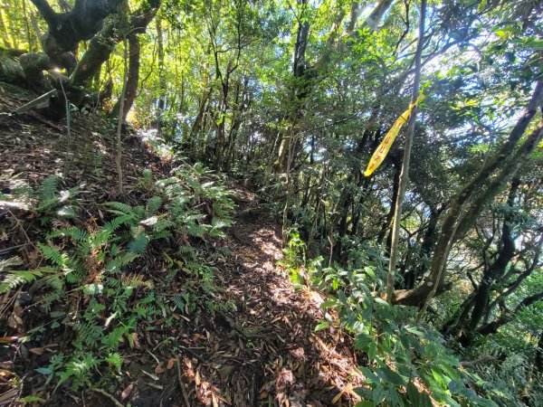 20230812 志繼山 東眼山 拉卡山 卡外山  東眼四瞳 東眼山國家森林遊樂區2245957