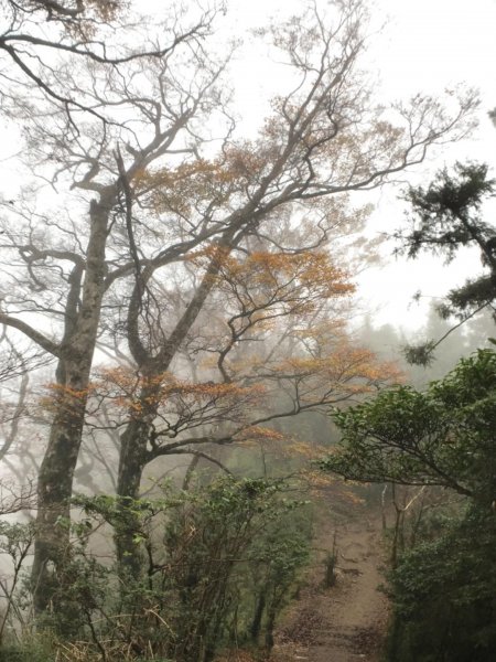 迷霧中的山毛櫸465351