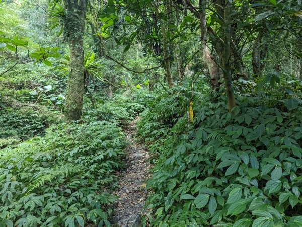 聖母登山步道（抹茶山）。三角崙山(小百岳)。巴唐古道1800607