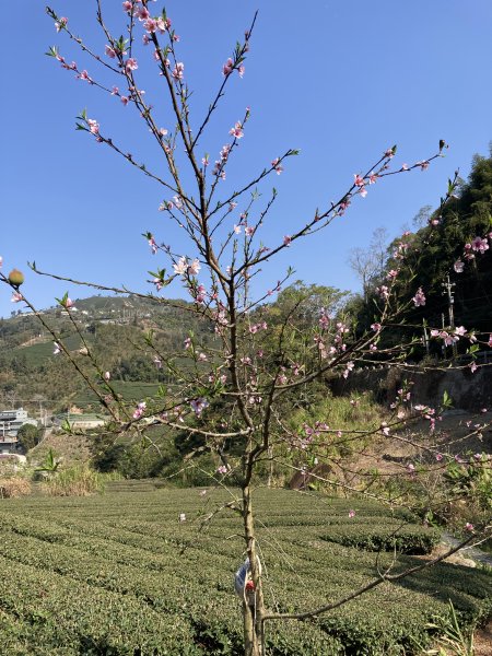 20260217月眉山+海鼠山+奮瑞古道3001649