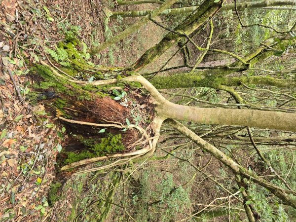 谷關七熊馬崙山2748799