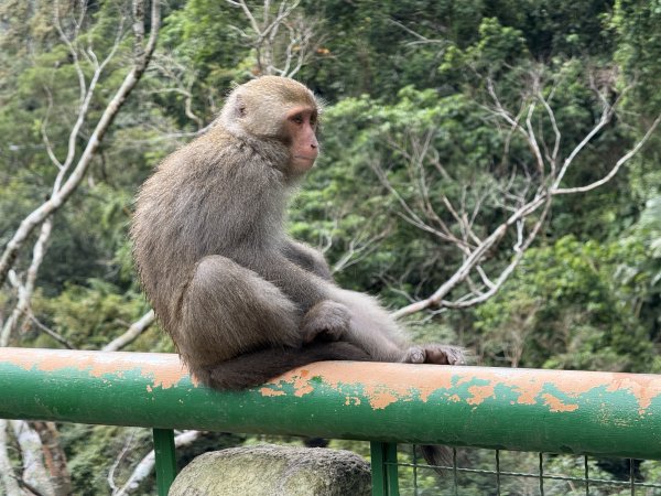 登仙橋賞猴2704797
