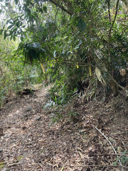 20260214三竹縱走;三腳南山+竹仔尖山3001699