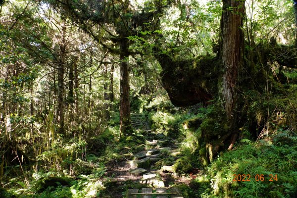 宜蘭 大同 太平山森林遊樂區 鐵杉林自然步道1743723