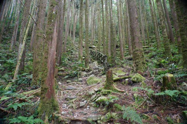 臺中 和平 橫嶺山、沙蓮山、笛吹山2974921