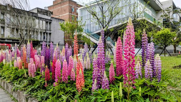 《西江月。魯冰花艷台大》2725805