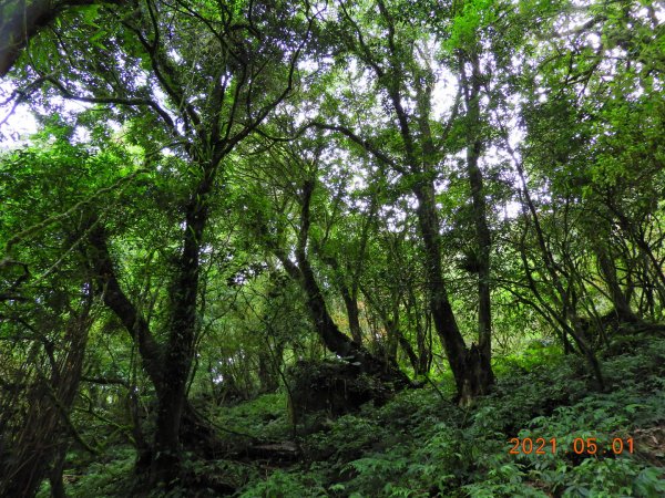 花蓮 秀林 千里眼山1368450