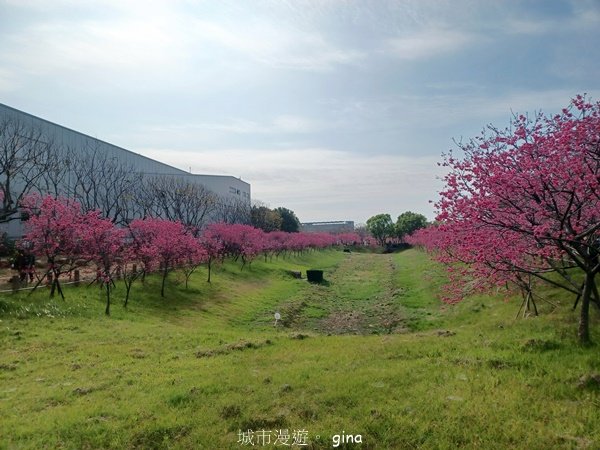 【台中后里】春日賞花。崴立機電櫻花公園2441569