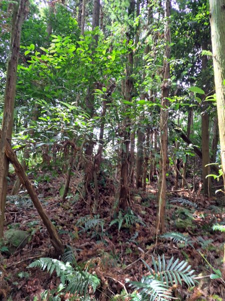 泰安士林部落之士林壩山、蘇魯山(馬那邦山南峰)、士林山、士林山北峰202310102310240