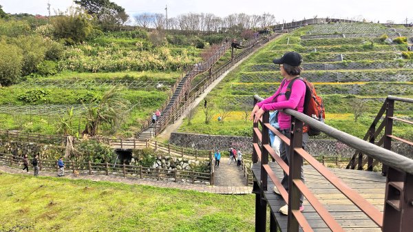 即將春季的百花齊放鵝尾山串行古圳道及平菁街42巷賞櫻健行O型走2988685
