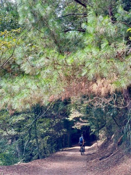 20251014雪見遊憩區 🚴‍♂️咖搭車走司馬限林道上東洗水山兩刷北坑山至大板根2916398