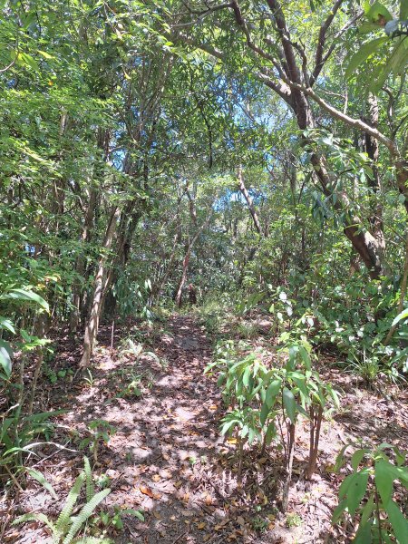 頭城鷹石尖+七兄弟山+外大溪山O形(明山寺起登)202508302876560