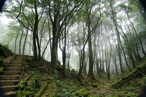 台中 和平 南松鶴山、八仙山、東松鶴山2877988