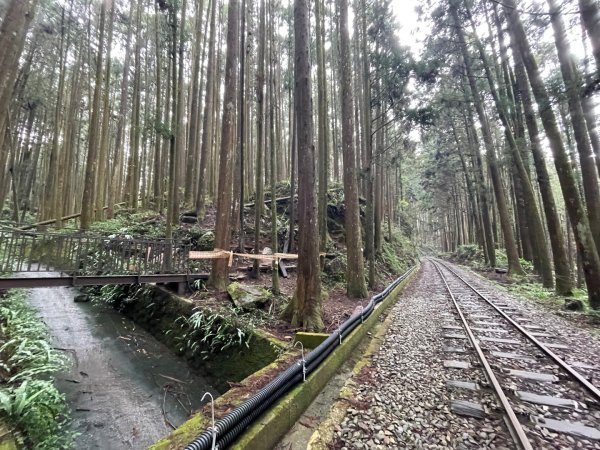 1150404-5水山巨木步道。二萬坪樹抱石3035666