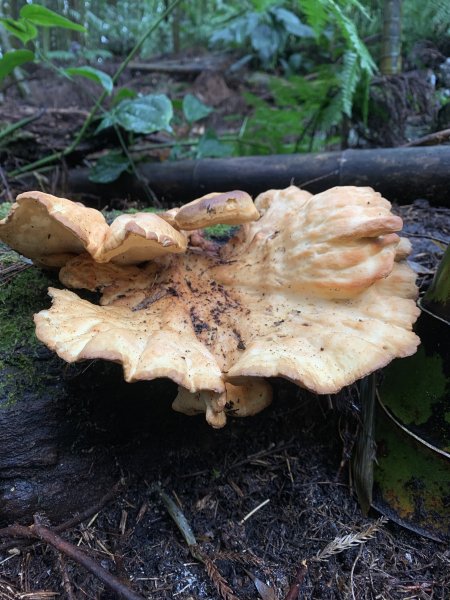 20251220嘉義凸龜山-芙蓉山-天福山2973796