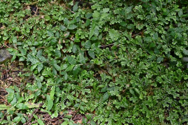 2025_0712 福山植物園2836327