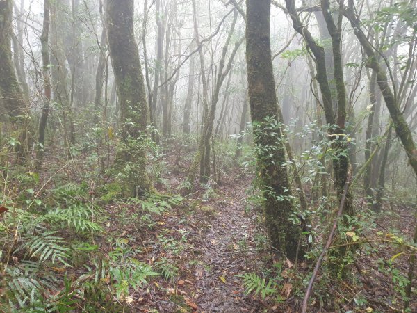 李崠山馬望僧侶山O型+烏來山1583426