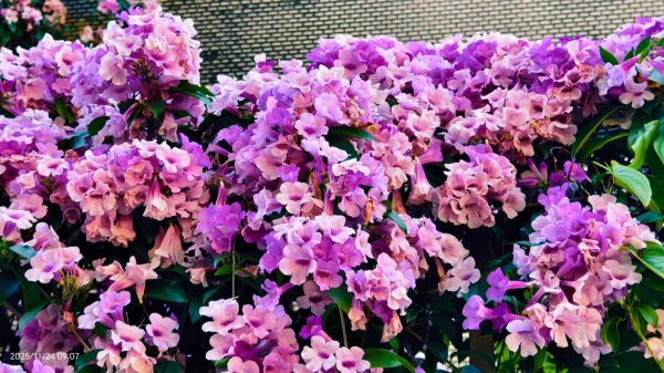 #蒜香藤 #泰山楓樹河濱公園 11/242943646