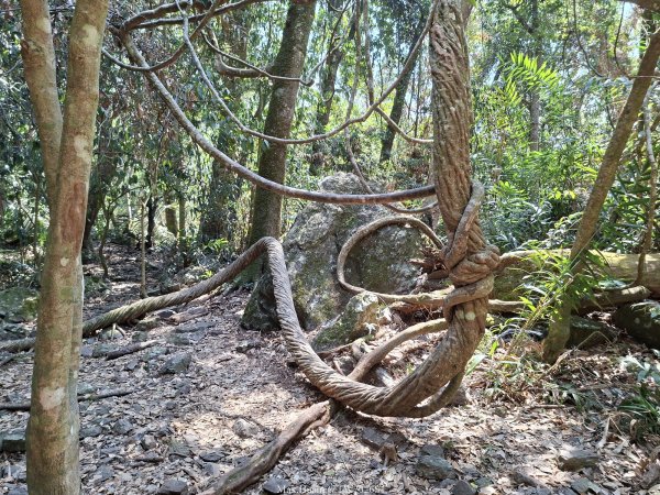 《台中》巨人之手｜雪山坑環線步道202603223021463