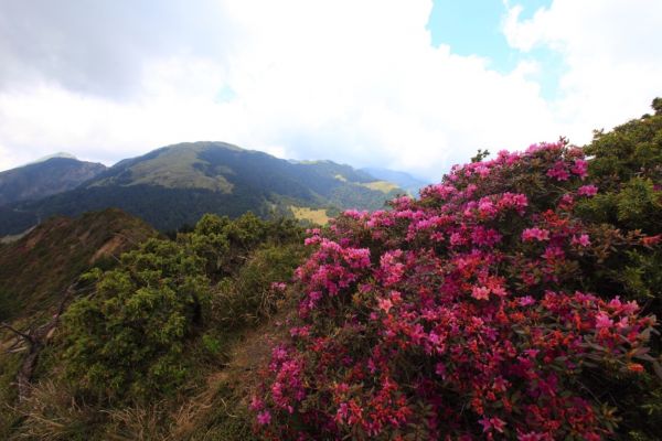 紅毛杜鵑 合歡北峰338961