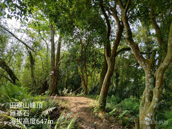 [新竹橫山]田薯縱走...田寮山+毬子山+水頭排山+鎮石山+薯園山1337279