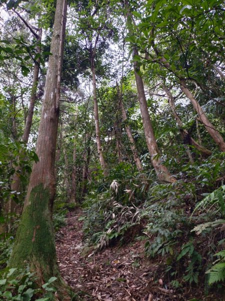 新店桂山路197巷-產業道路-幽靜山路-潺潺小溪-幽靜山路-原路折返2321884