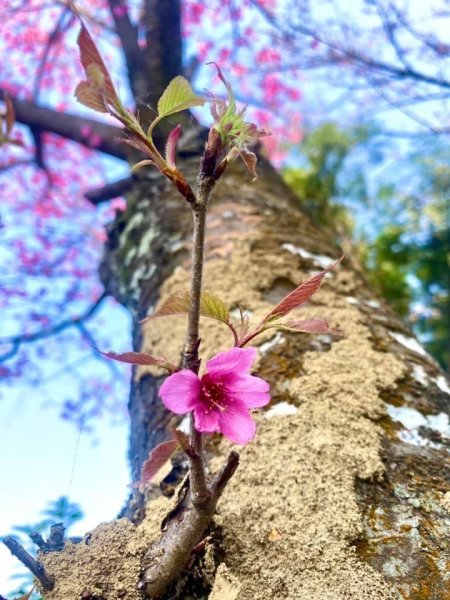 鳶山四秀我家後花園2612932