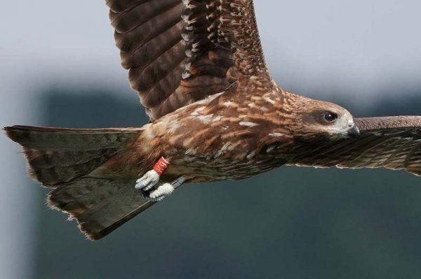 【保育】黑鳶K9現身基隆港鳥界驚喜 母是獨眼傷鳥勵志求生