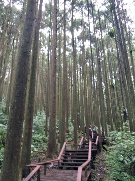 奮起湖歩l道，神社，杉林木棧道1426359