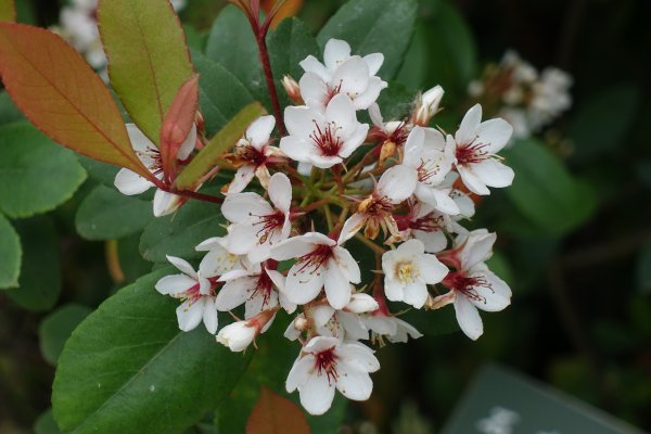 大安森林公園杜鵑花季1286060