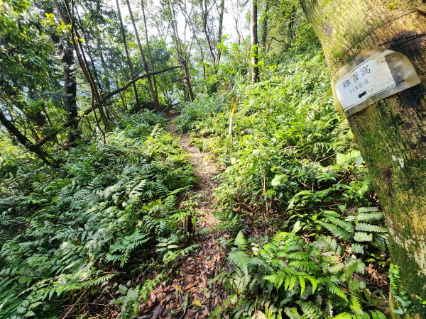20250309高甫山彩和山大庭頂山金山O型2769621