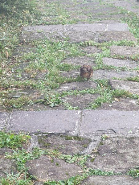 2023.04.22－七星山步道2123970