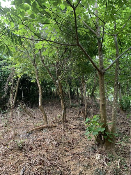 20250503屏東保和以山2781444