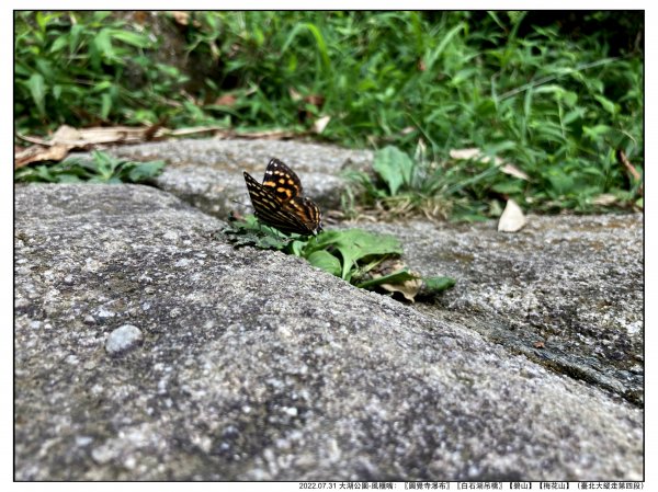 2022.07.31 【臺北大縱走第四段】大湖公園-風櫃嘴：圓覺寺瀑布、白石湖吊橋、碧山、梅花山1799461