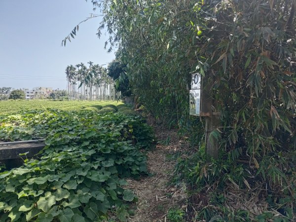 藤山步道登樟普寮一等三角點+挑水古道2749482