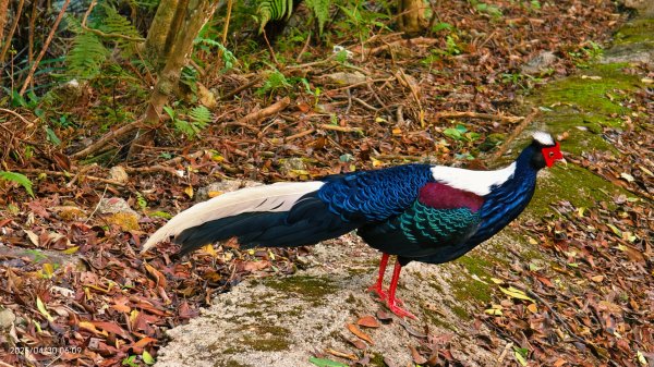 翡翠水庫壩頂 #火燒雲雲海 #日出雲海 #鱷魚島 #藍腹鷴 4/292773468