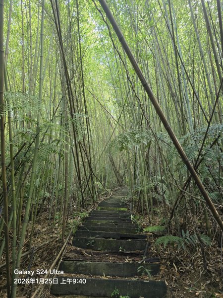 2026-01-25微笑山線：【天上山系】望月亭桐花段2988212