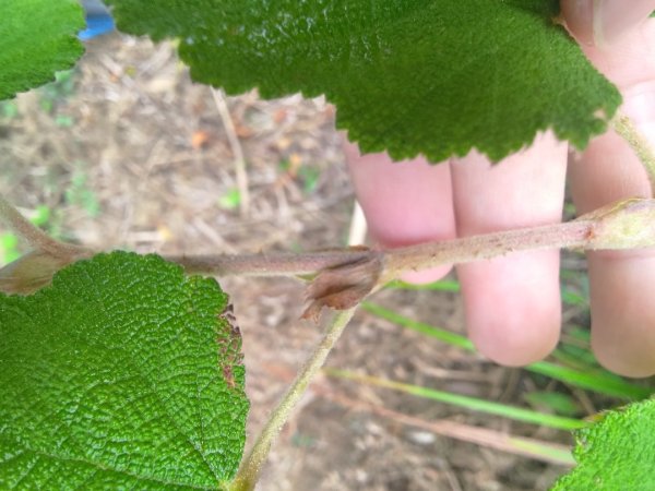 梅山鄉撿山頭2449451