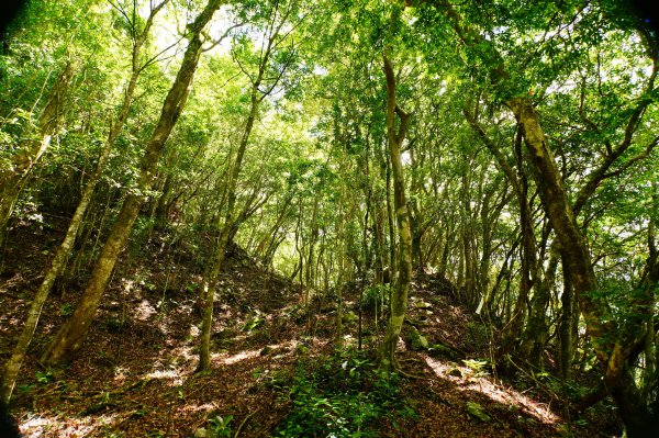 新竹 尖石 道下山、牛欄坑山、大混山3064758