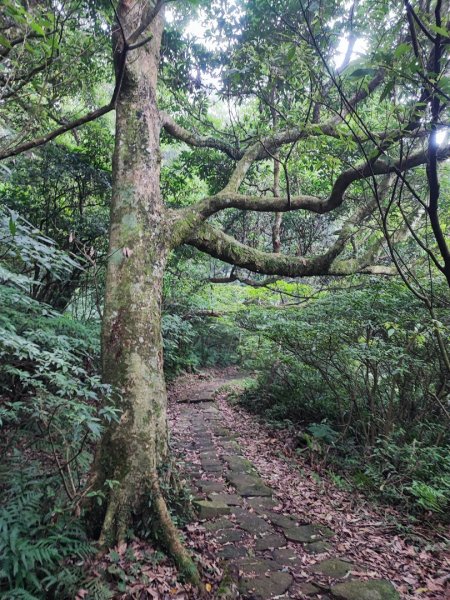 面天山、向天山步道 - 走遍陽明山尋寶任務2262940