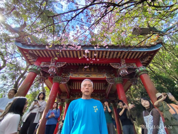 內湖碧山巖 櫻花隧道2724240