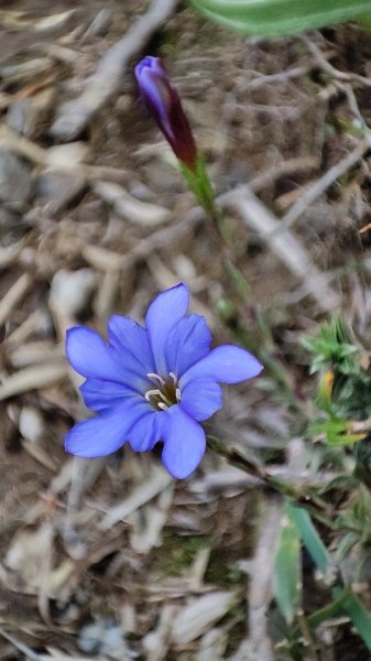 合歡山群峰（南峰、石門山、尖山、東峰）2626814